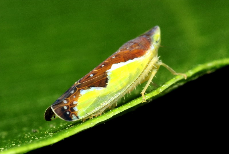 Cicadellidae:  Platymetopius sp.